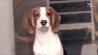 国产阿尔法犬视频大全,智能宠物的魅力瞬间-第1张图片-中文字幕在线观看亚洲日韩 国产阿尔法犬视频大全,智能宠物的魅力瞬间-第1张图片-中文字幕在线观看亚洲日韩