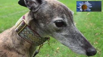 国产阿尔法犬视频大全,智能宠物的魅力瞬间-第2张图片-中文字幕在线观看亚洲日韩 国产阿尔法犬视频大全,智能宠物的魅力瞬间-第2张图片-中文字幕在线观看亚洲日韩