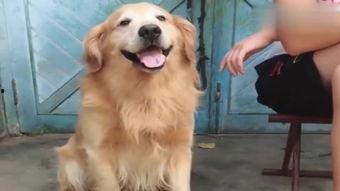 国产阿尔法犬视频大全,智能宠物的魅力瞬间-第3张图片-中文字幕在线观看亚洲日韩 国产阿尔法犬视频大全,智能宠物的魅力瞬间-第3张图片-中文字幕在线观看亚洲日韩