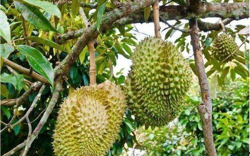 国产榴莲下树视频,甜蜜瞬间尽收眼底-第1张图片-中文字幕在线观看亚洲日韩