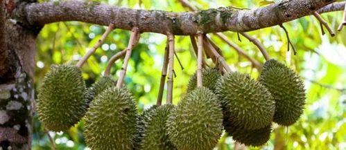 国产榴莲下树视频,甜蜜瞬间尽收眼底-第2张图片-中文字幕在线观看亚洲日韩