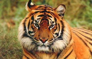 动物世界国产东北虎视频,国产视频捕捉王者瞬间-第2张图片-中文字幕在线观看亚洲日韩