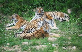 动物世界国产东北虎视频,国产视频捕捉王者瞬间-第3张图片-中文字幕在线观看亚洲日韩