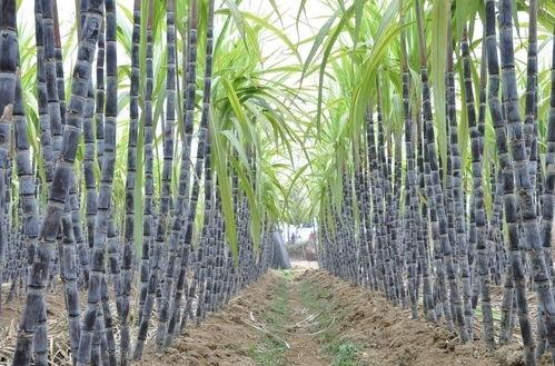 国产甘蔗种植视频,从播种到收获的全程展示-第2张图片-中文字幕在线观看亚洲日韩